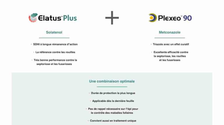 Elatus Plus Plexeo