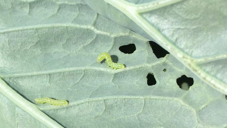 In kool vraag elke insect z'n eigen aanpak