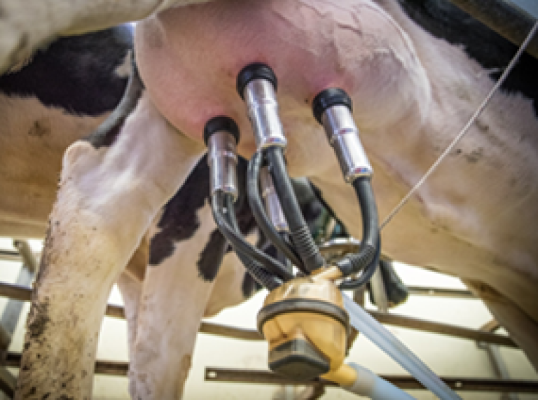 Ontdek waarom flint/dent snijmaïsrassen de voorkeur hebben voor melkveehouders.  Kies voor POWERCELL™ flinkt/dent rassen en verhoog je melkproductie: Betere jeugdgroei, hogere voederwaarde en snellere afrijping.