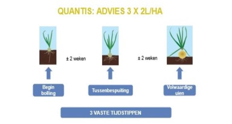 quantis advies uien
