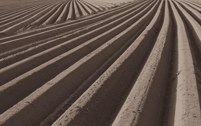 potato_field_after_planting