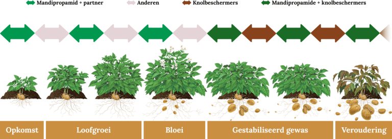 Mogelijke positionering van Mandi