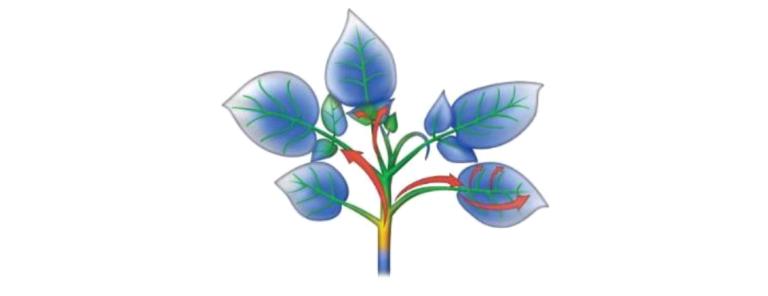Propamocarb