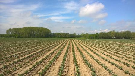Bloemkool tweedevruchtteelt