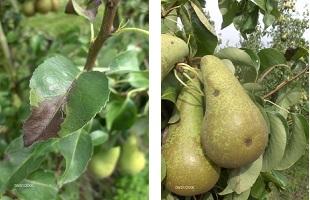 Zwarvruchtrot op blad en vrucht