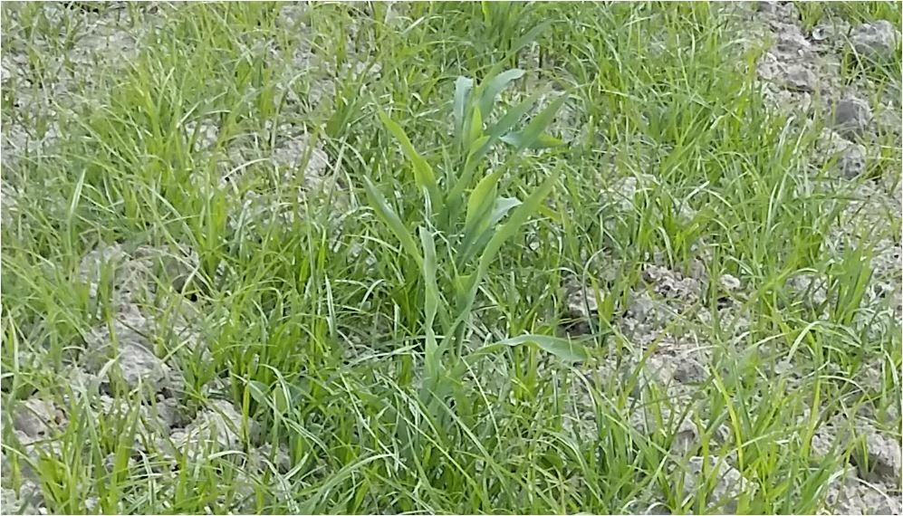 knolcyperus