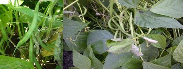 sclerotinia in boontjes