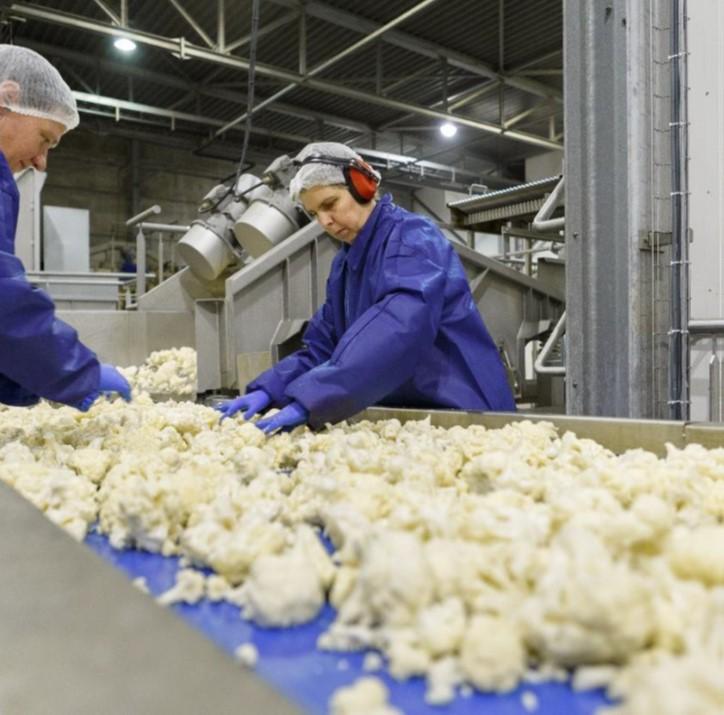 Bloemkool industrie