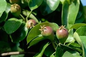 Peren na de zetting