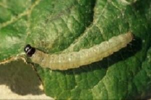 300x200_BNL_rups grote appelbladroller