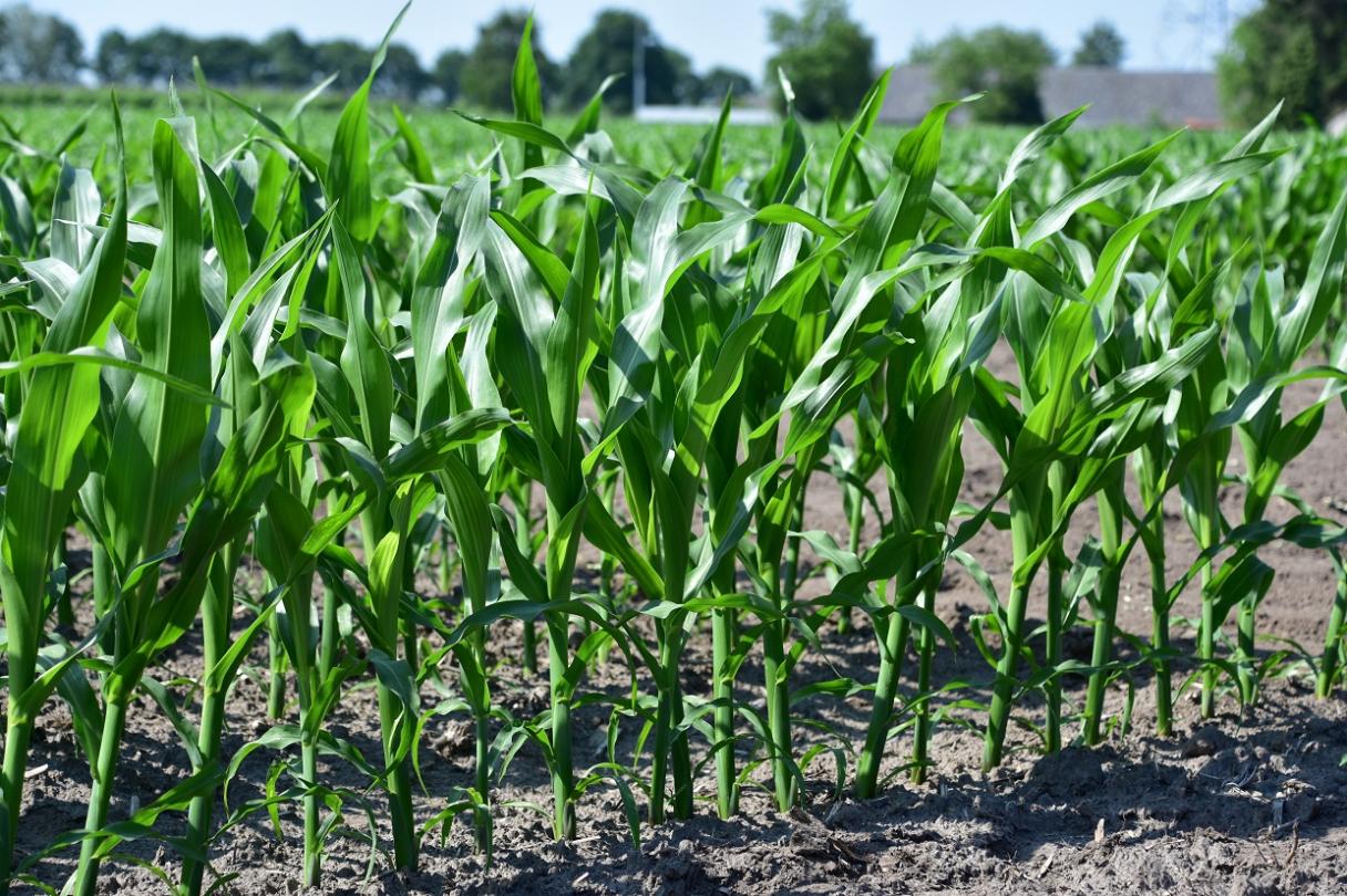 SY Liberty Syngenta vorege silomais