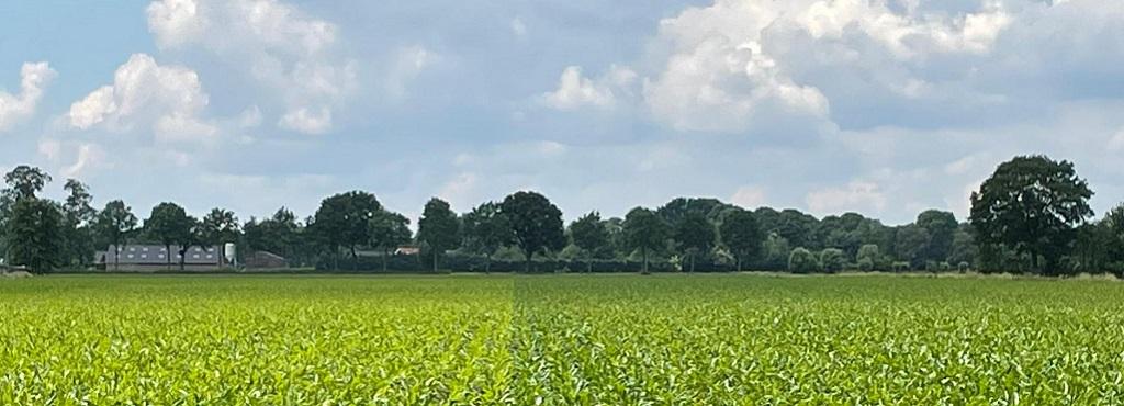 Duidelijk verschil tussen de diverse maisrassen zichtbaar op dit Syngenta proefveld