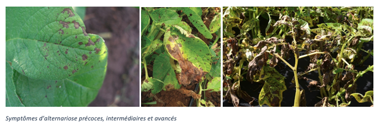 Symptomen Alternaria