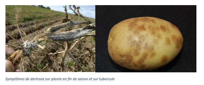 La dartrose