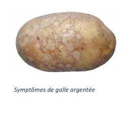 La gale argentee