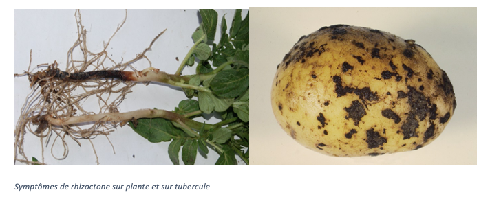 Rhizoctonia