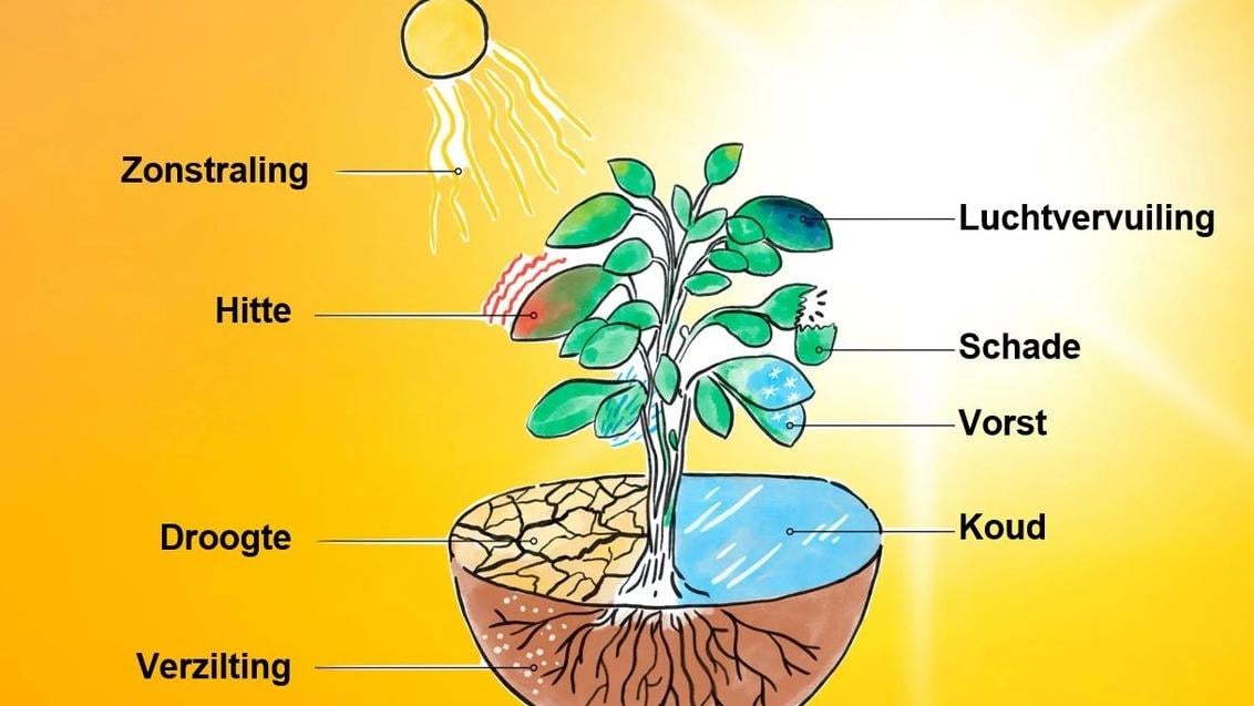 Wat gebeurt er bij hitte en droogte in de plant?