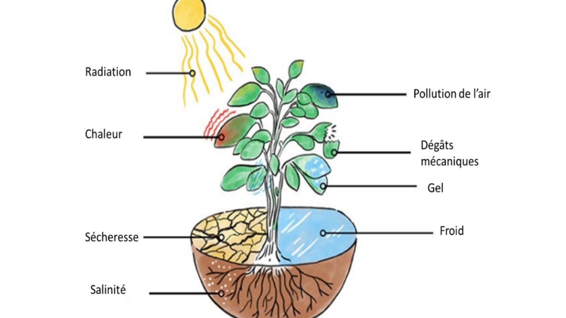 Wat gebeurt er bij hitte en droogte in de plant?