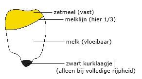 Melklijn in mais, waar zit die?