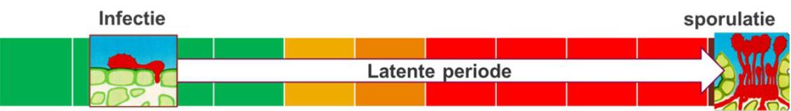 infectie sporulatie
