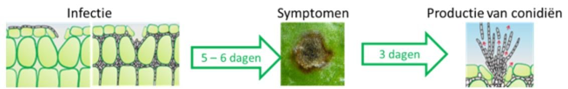 Infectie en symptomen