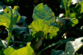Cercospora op bieten