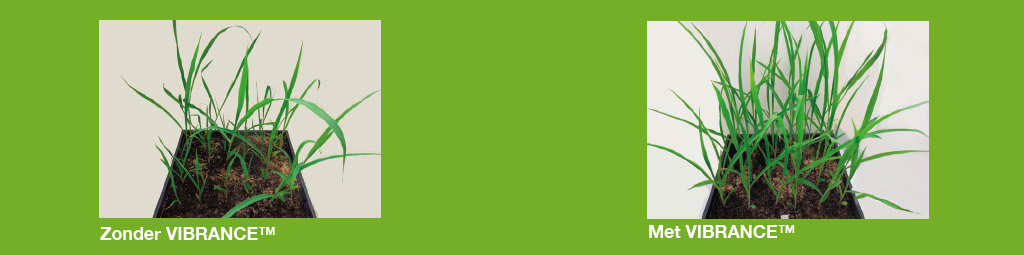 Waarom VIBRANCE ?  VIBRANCE® toont zijn positieve effecten zowel onder als boven de grond. Een betere wortelontwikkeling, maar ook zichtbaar sterkere planten leggen een basis voor een optimaal resultaat.  Stimuleert wortelontwikkeling  Maakt de plant beter stress-tolerant  De beste bescherming tegen Rhizoctonia en VERZEKERT EN VERHOOGT HET OPBRENGSTPOTENTIEEL