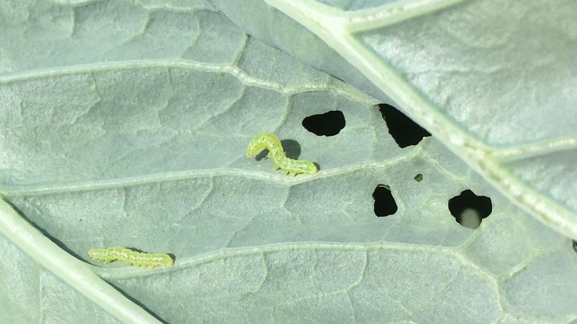 In kool vraag elke insect z'n eigen aanpak