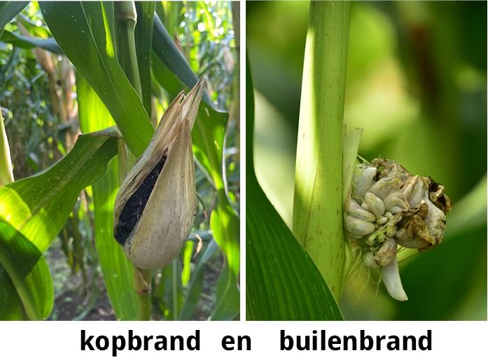 Kent u het verschil tussen kopbrand en builenbrand? 