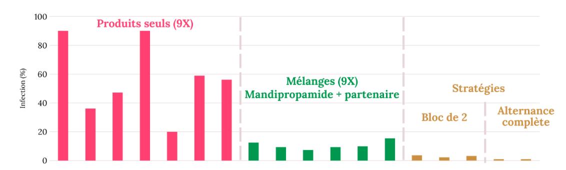 MandiNews