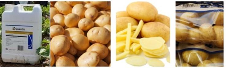 aardappelen
