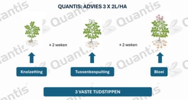 quantis advies aardappel