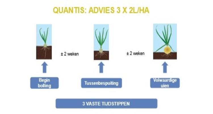 quantis advies uien