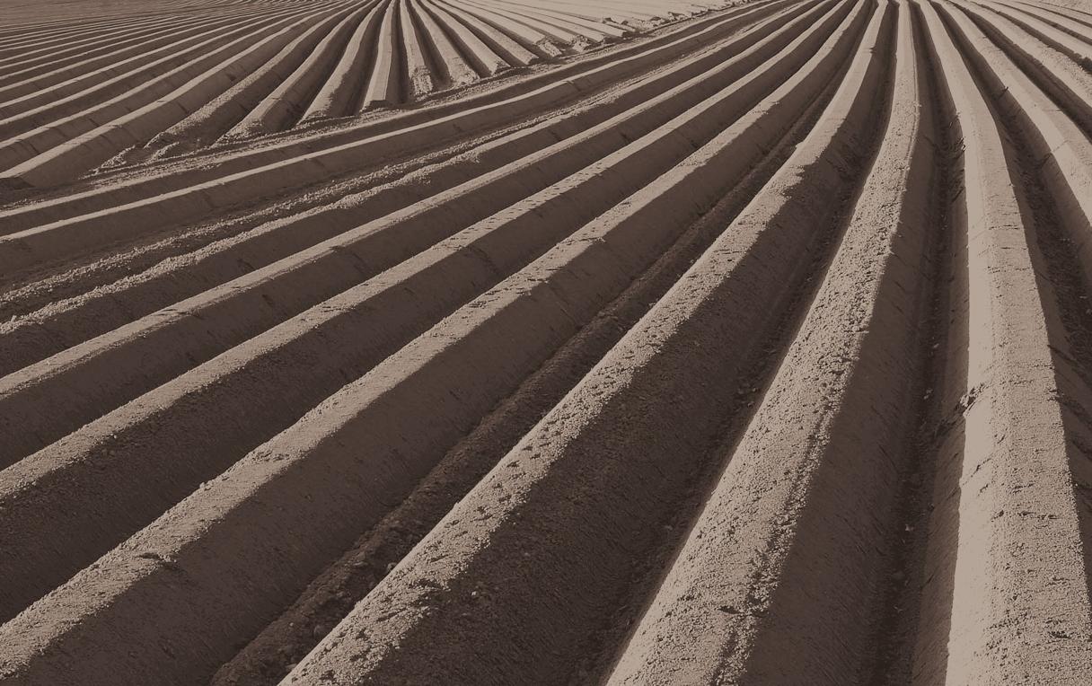 potato_field_after_planting