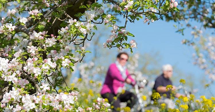 Fietsen langs de appelbloesem
