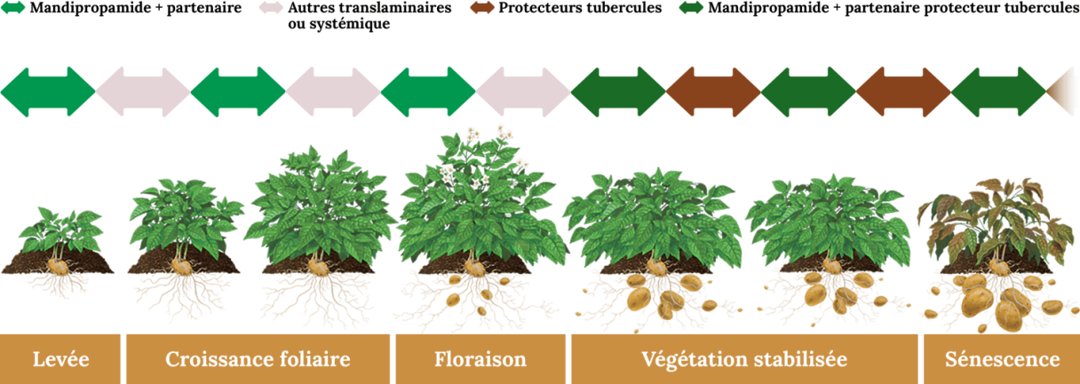 Positionnement et conseils