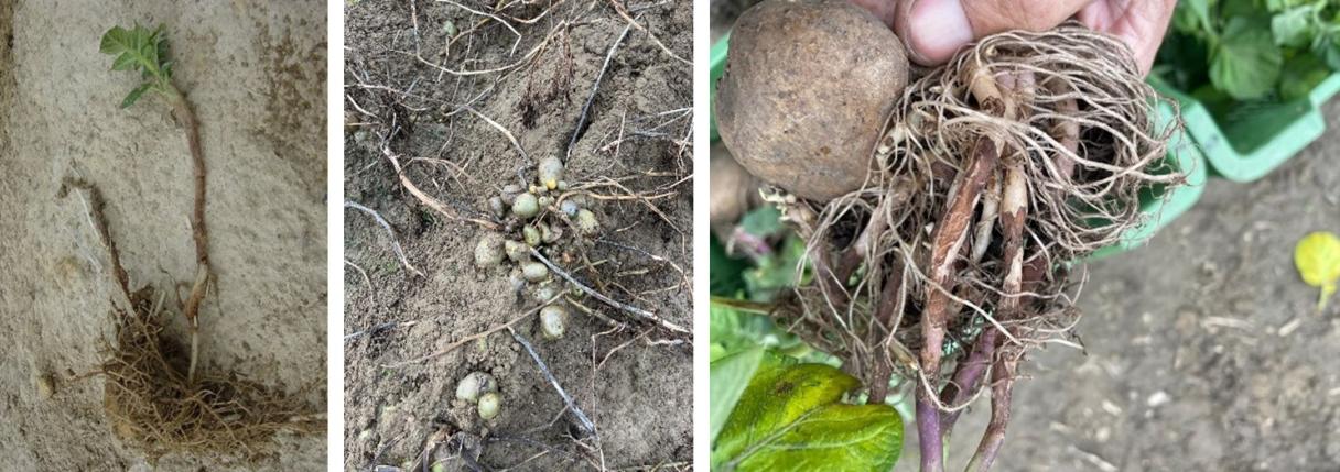 rhizoctonia