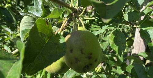 Hagelschade appels