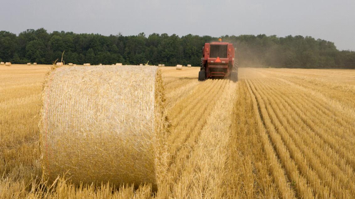 Rode tractor in goudgeel graanveld, met grote ronde hooibaal op de voorgrond.