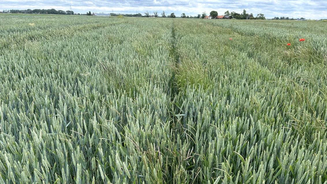 Groen graanveld met smal pad in het midden onder bewolkte lucht