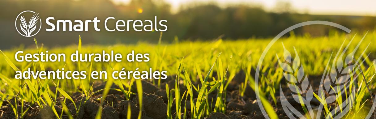 Logo van Smart Cereals met tarweveld en tekst over duurzame adviezen in granen