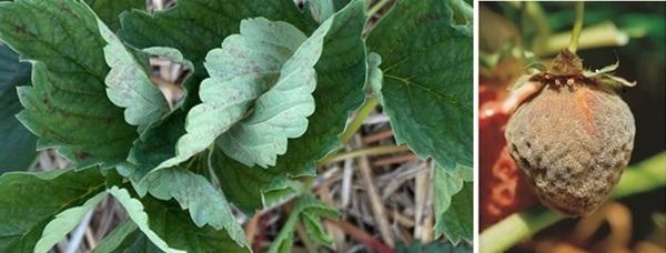 600x228_bnl_meeldauw_aardbei2_en_botrytis
