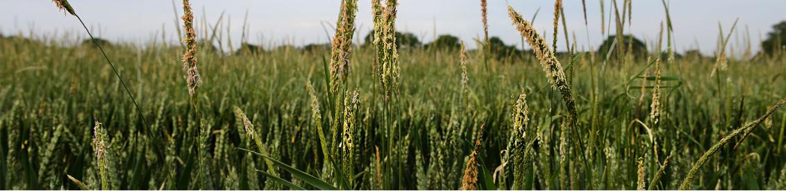 Groen gras met enkele paarden in de verte onder een blauwe lucht